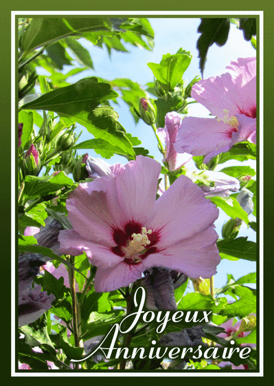  Carte  Joyeux  Anniversaire  Fleur  Rose Envoyer une Carte  